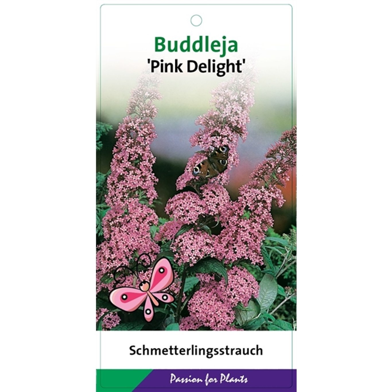 Buddleja d. 'Pink Delight' - C3